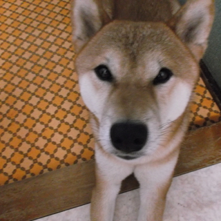 ぼく、マカロン　幸せになりました