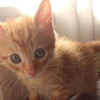 やさしい里親さんの家族になりました！