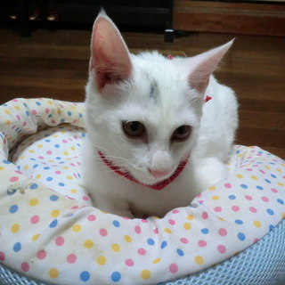 里親さんが決まりました。有難うございました。