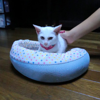 無事に里親様が決定しました。有難うございました。