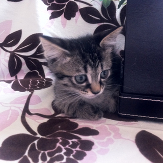 7月に生まれた、シャムネコの赤ちゃん♪