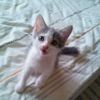 飼えないので募集します