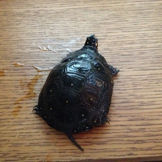 キボシイシガメ　多分♀です