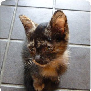 人懐こい子猫ちゃんです