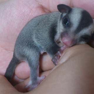 大事にしれくれる方　生まれたばかりの子です。