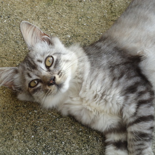 ありがとうございました。