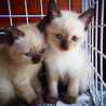 ★☆生後2ヶ月子猫４匹います、里親様募集☆★ サムネイル2