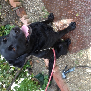 愛嬌いっぱい黒ラブ！