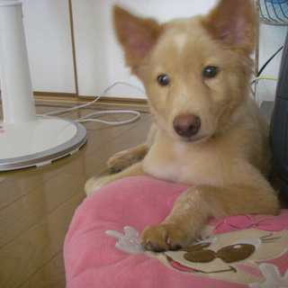 家族にしてください、よろしくお願いします。