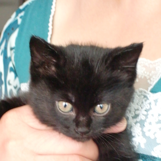 今まで可愛がってきました！引き続き家族として迎えてくださる方を捜しています