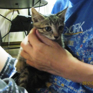 美猫姉妹　かな