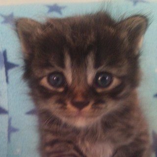 生後3週間の子猫ちゃんです