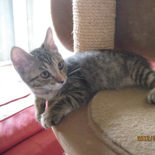 美猫姉妹　かの