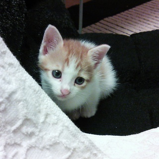 里親決定しました。ありがとうございました。