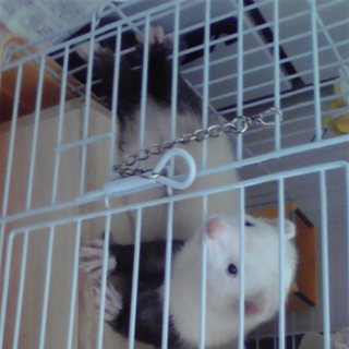 遊んであげてい下さい