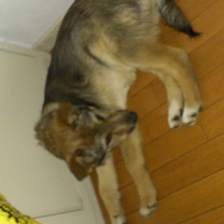 ポインターと柴犬のmixをお譲りします。