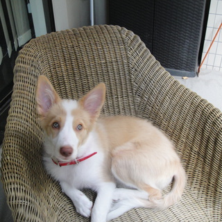 【一時募集停止】B.コリー　レッド＆ホワイト 3か月の女の子