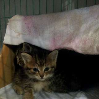 人懐っこい女の子です。