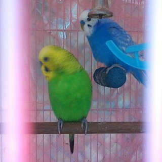 オカメとセキセイインコの里親様募集