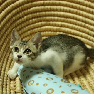 おてんば娘です