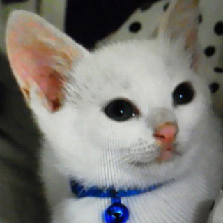 甘えたで美形なオス