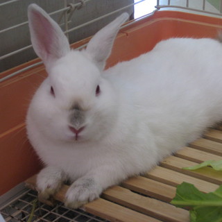 うさぎ里親募集中