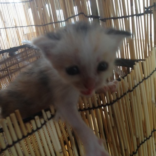 【急募】里親になって頂ける方を募集します