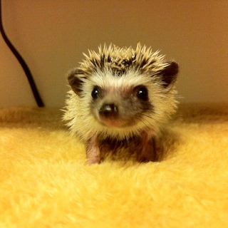 ハリネズミ里親募集 (たくさんの応募ありがとうございます）