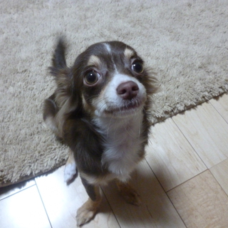 里親が決まりました。ありがとうございました。