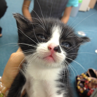 仔猫を家族に迎えて下さい。