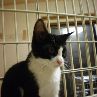 イケメン八割れ子猫の里親募集