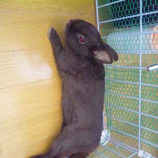 ネザーランドドワーフ♪女の子