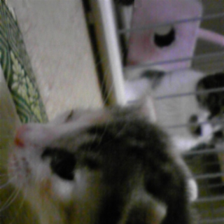 子猫の里親募集中