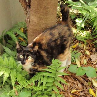 個性的な三毛猫　ブリトニーちゃん