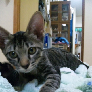 愛嬌たっぷりの子猫ミトン