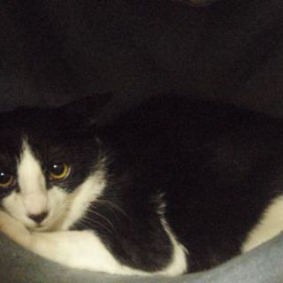 黒白ハチワレ　こころちゃん