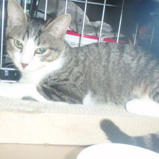 白キジ　ハナちゃん