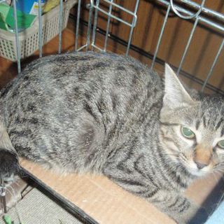 サバトラ　シマちゃん