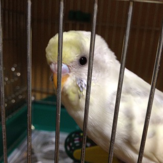 まだまだ子供のセキセイインコ