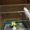 まだまだ子供のセキセイインコ サムネイル2