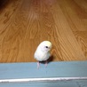 まだまだ子供のセキセイインコ サムネイル3