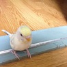 まだまだ子供のセキセイインコ サムネイル4