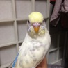 まだまだ子供のセキセイインコ サムネイル6