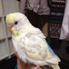 まだまだ子供のセキセイインコ サムネイル7