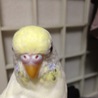 まだまだ子供のセキセイインコ サムネイル5