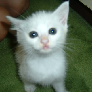 和歌山　白猫2匹　里親様募集