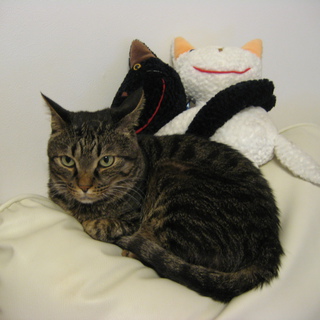 人懐こく、おとなしい猫です。どうか助けてください。遠方でもお届けします。