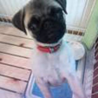 パグ子犬里親募集しています。