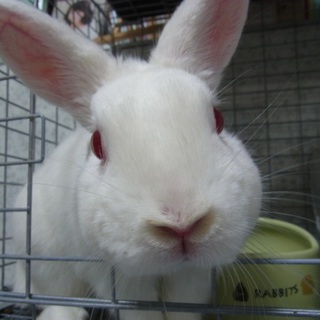 ホワイ兎家里親募集　アーシスちゃん