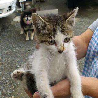 生後１ヶ月の子猫の里親になってくれる方